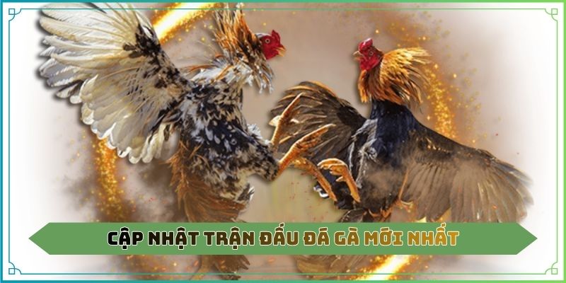 Cập nhật trận đấu đá gà mới nhất